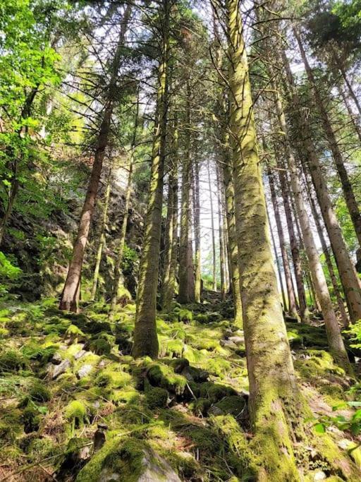 Ferienwohnung Schwarzwaldblick Bad Rippoldsau-Schapbach Zewnętrze zdjęcie